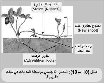 جنسي: درنات البطاطس السيقان الجارية في نبات