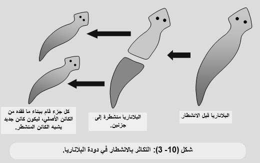 الكائن الحي األصلي كما في نجم البحر واألسفنج ودودة