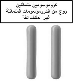 باألدوار األربعة التي مرت في االنقسام المتساوي تتجمع الكروموسومات المتماثلة غلى شكل أزواج في هذا النوع من االنقسام المرحلة