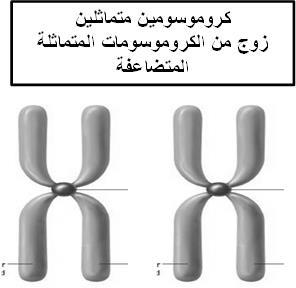 تتحرك المريكزات إلى أقطاب الخلية الطور التمهيدي األول 3. تبدأ خيوط المغزل في التشكل 4.