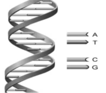 عرف العلماء مكونات DNA دون معرفة شكل ترتيب مكوناته - 1952 م تمكنت زواليندا فرانكلين من معرفة أن DNA مكون