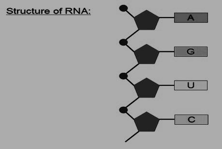 سلسلة عديد البيبتيد الرايبوسي rrna ( RNA ) يتكون من سلسلة واحدة يصنع في النواة وينتقل إلى السيتوبالزم سكر خماسي الكربون ثالثة أنواع يهدم ويعاد بناؤه باستمرار ترجمة ونقل الشفرة (