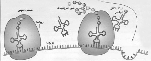 الجينات تصنيع البروتينات الجين ( المورث ) جزء من ال DNA مسؤول عن تصنيع بروتين ما.