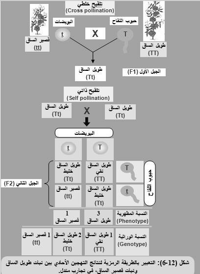 كيفية انتقال الصفات عبر األجيال - هو أول من تتبع صفة واحدة عبر عدة أجيال - وضع قانونين هما 1- قانون انعزال الصفات و 2- قانون التوزيع الحر - أول من استخدم االحتماالت لتفسير نتائج التجارب - أجرى تجاربه