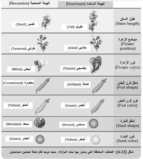 4- إمكانية تلقيحه ذاتيا وخلطيا قام بدراسة 7 صفات في 4 أجزاء وهي: شكل ولون البذرة شكل ولون القرن موقع ولون االزهار طول الساق. دامت تجاربه 8 سنوات.