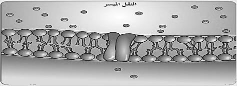 فإن الماء ينتقل من داخله باتجاه الخارج والعكس صحيح. تختلف الخلية الحيوانية عن الخلية النباتية في أنها تنفجر ان دخلها كميات كبيرة من الماء.