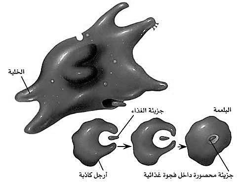 ( كالبروتينات والبكتيريا ) له ليحيط بها ثالثا: البلعة واإلخراج الخلوي: إدخال الجزيئات الكبيرة جدا بإحاطتها بالغشاء الخلوي.
