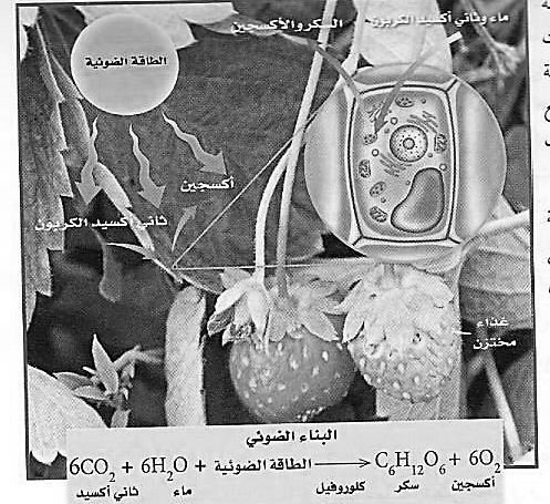 الحصول على الطاقة واستخداماتها: يحصل الكائن الحي على الطاقة من غذائه عبر تحرير الطاقة الكيميائية المخزونة فيه بأشكال أخرى تحتاجها الخلية للنشاطات المختلفة.