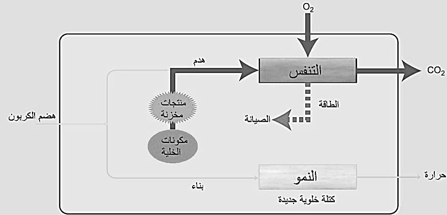 هذه التفاعالت تحتاج لمواد مساعدة هي اإلنزيمات والتي تعمل كقفل ومفتاح كما في الشكل التالي ( شكل ) 7 العمليات المنتجة والمستهلكة للطاقة الكائنات الحية تصنف حسب طريقة حصولها على الغذاء إلى