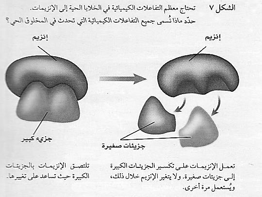 البناء الضوئي: هي العملية التي من خاللها تنتج المنتجات غذاءها. سميت بهذا االسم ألنها ال تحدث إال بوجود الضوء. خاللها: أ- تحول الطاقة الضوئية إلى طاقة كيميائية.