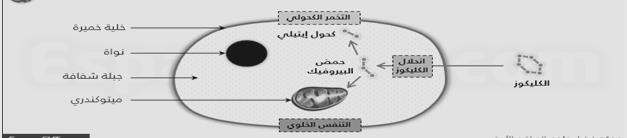تحرير الطاقة: تحصل الخلية على الطاقة من خالل التنفس الخلوي وهو نوعين : 1- تنفس هوائي ( التنفس الخلوي ) 2- تنفس ال هوائي ( التخمر ) التنفس الخلوي يحدث في كل الخاليا عموما وفي العضالت مع توفر األكسجين