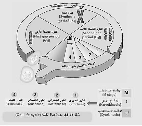الفصل السابع الوحدة الرابعة الدرس الثاني : انقسام الخلية وتكاثرها تكمن أهمية االنقسام الخلوي في : النمو تعويض الخاليا التالفة التكاثر.