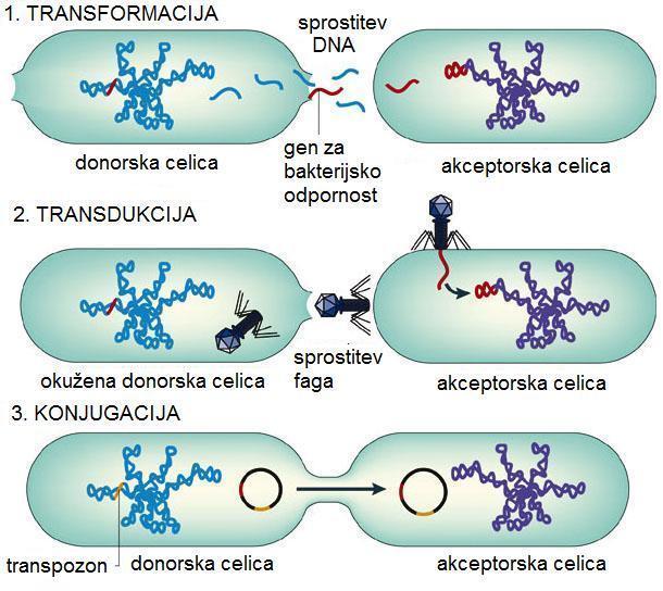 Slika 2: Mehanizmi izmenjave dednega materiala med bakterijskimi celicami: transformacija, transdukcija in konjugacija (prirejeno po 4).