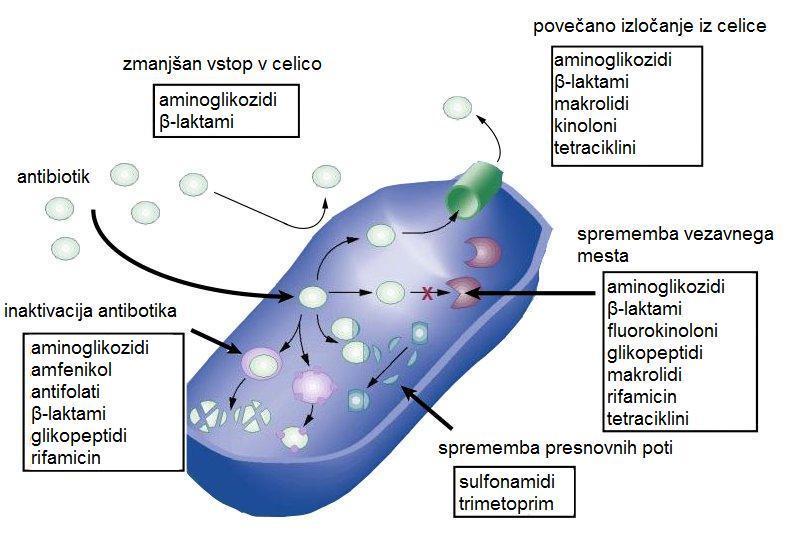 Slika 3: Shematski prikaz petih osnovnih mehanizmov nastanka bakterijske odpornosti proti antibiotikom (prirejeno po 5). 1.