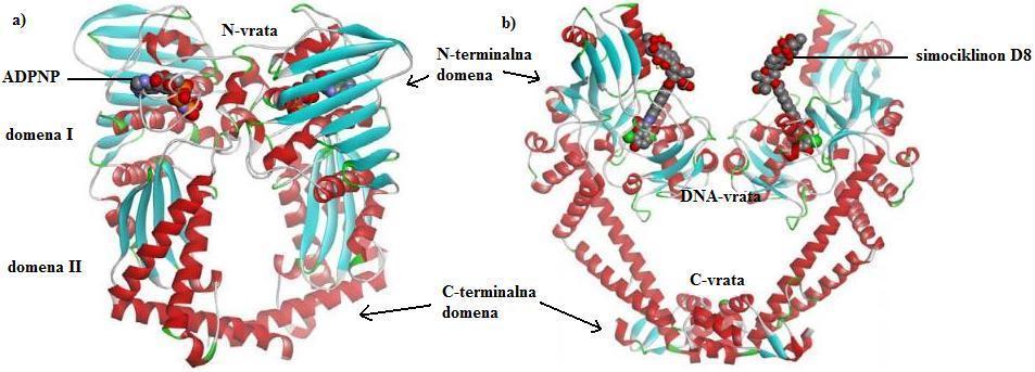 DNA-giraze A cepi in ponovno spoji molekulo DNA, DNA-giraza B pa z vezavo molekule ATP in z njeno hidrolizo pridobiva energijo potrebno za potek encimske reakcije.
