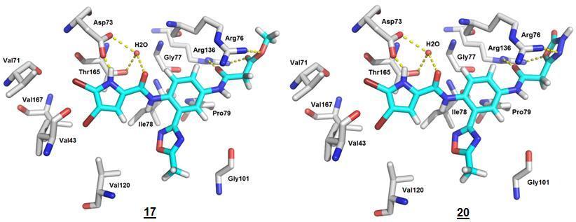 Slika 21: Najbolje ocenjeni konformaciji spoji 19 in 22 (v sinje modrem) v aktivnem mestu GyrB iz E. coli (PDB koda: 4DUH) napovedani z molekulskim sidranjem s programom GOLD.