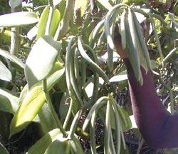 SURA YA KWANZA UMBILE LA MMEA NA MAZINGIRA YANAYOFAA Mmea wa Vanilla upo katika familia ya Okidi (Orchidaceae) ambayo ina genera zipatazo 700.
