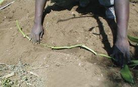 Shamba la vanilla pekee katika miaka ya mwanzoni, huweza kuchanganywa katikati ya mistari na mazao mengine ya muda mfupi kama mazao ya jamii ya mikunde. Picha Na 3: Jinsi ya kupanda marando 2.
