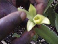 Kukata rando kwa kisu kikali, kwa rando linaloningínia ambalo halijafikia urefu wa kupanda.