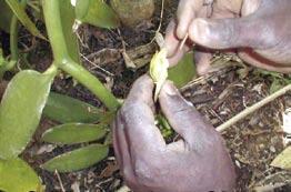 Nyuki hao hupatikana Mexico na katika nchi nyingine za Amerika ya Kati. Hivyo uchavushaji hufanywa kwa mikono kwani umbile la ua haliruhusu nyuki wa aina nyingine kufanya uchavushaji.