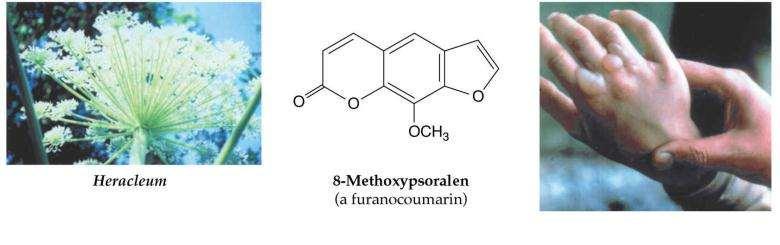 Pastinaca sativa