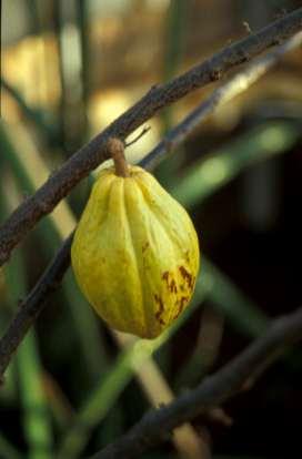 alkaloidov, ki blokirajo nevrotransmiter