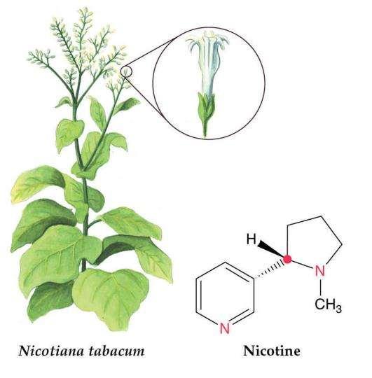 Alkaloid nikotin se veţe na acetil-holinske receptorje v moţganih in jih s tem aktivira Nanje se veţe tako čvrsto, da jih desenzibilizira za acetil holin.
