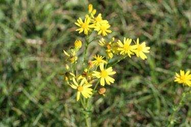 Senecio vulgaris Jakobov grint in