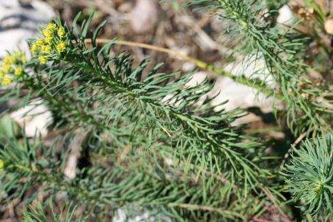 Vse vrste mlečkov (Euphorbia) vsebujejo