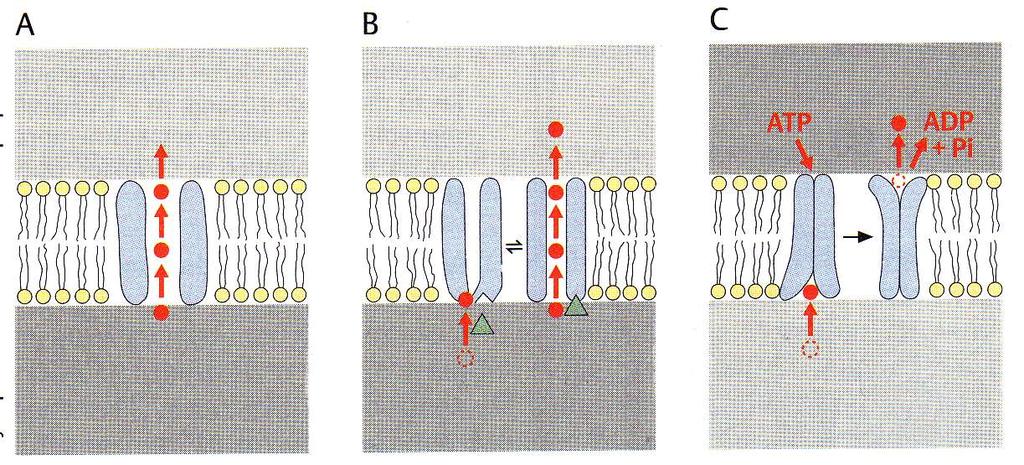 Osmoza (A,B) in
