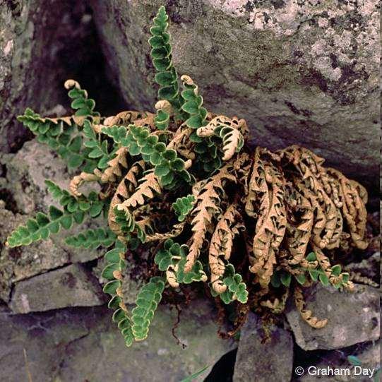 Ceterach officinarum