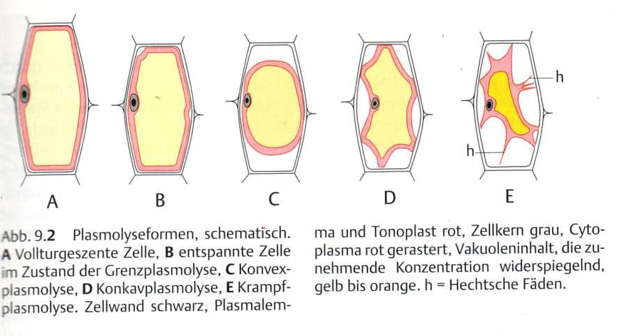 Oblike plazmolize: A-turgescentna celica, B-mejna