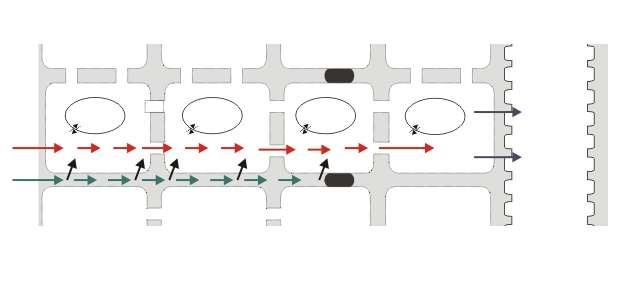 Radialni transport vode v korenini Protoplast (Σ = SIMPLAST) Celična stena (Σ = APOPLAST) SIMPLASTNA POT vakuola