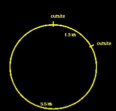 Na figura, un plásmido circular de 6,8 kb ten dous sitios de recoñecemento para unha encima concreta.