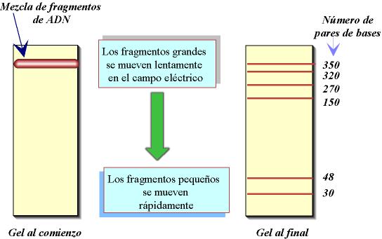 Os fragmentos obtidos pódense separar por tamaños,