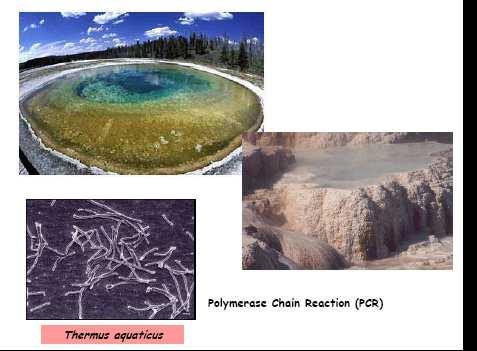 A PCR utiliza unha encima ADN polimerasa dunha bacteria que vive en augas termais, Thermus aquaticus (así a encima pode traballar a altas