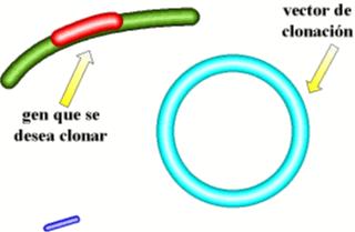 Unha encima de restricción cortou o xene e o plásmido, quedando bordes cohesivos.