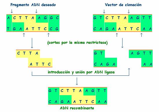 Para realizar a unión do fragmento desexado ó vector escollido, este tamén debe ser cortado pola mesma restrictasa (encima de restricción) utilizada para obter o fragmento.
