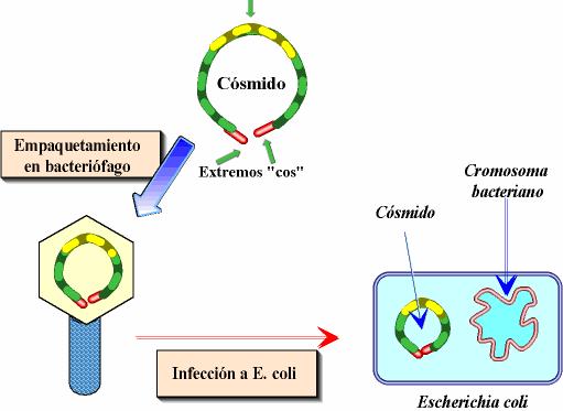 Cósmidos O cósmidos son vectores plasmidiais unidos ao ADN a clonar e só os lugares cos (extremos cohesivos) son do xenoma do fago.