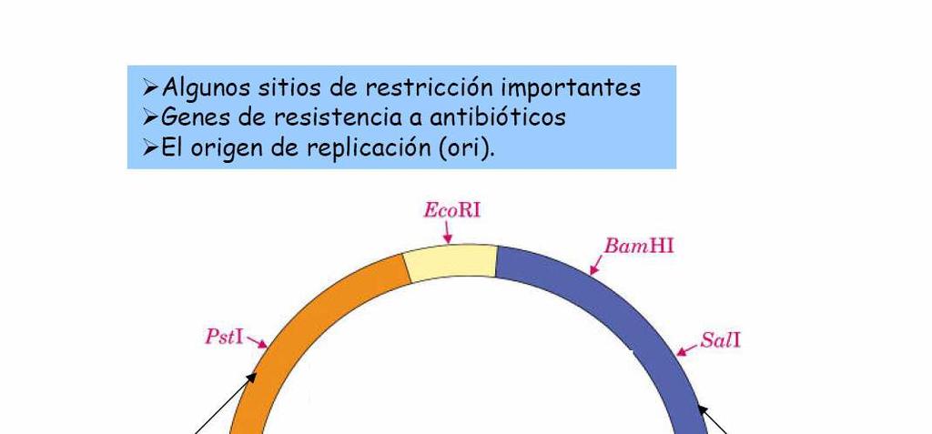 SELECCIÓN N DOS CLONES QUE LEVAN O XENE IDÓNEO Ademais da orixe de replicación e sitios de restricción os vectores de