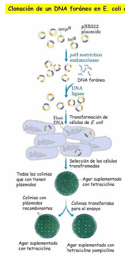 Xenes de resistencia a antibióticos.
