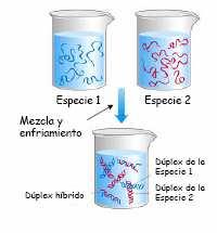 Hibridación de ADN Proceso polo cal se combinan