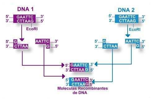 Unión entre fragmentos de