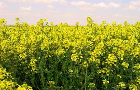 Beneficios dos transxénicos nicos Plantas resistentes ós herbicidas A colza transxénica obtense por inserción no seu
