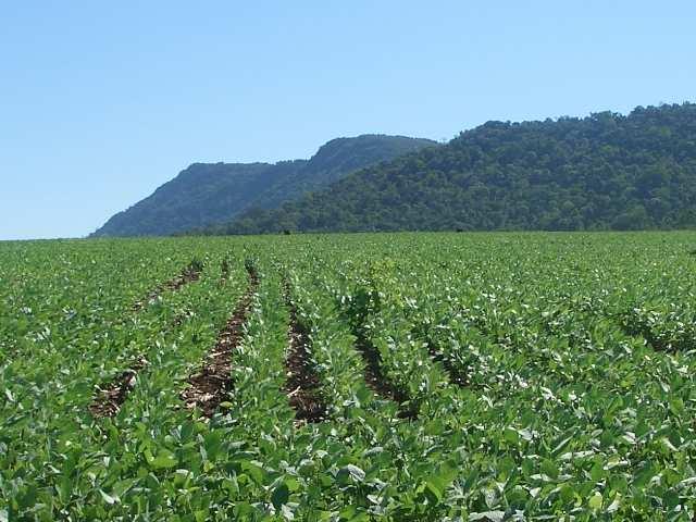 Beneficios dos transxénicos nicos Diminución dos labores de labranza tradicional As variedades resistentes aos