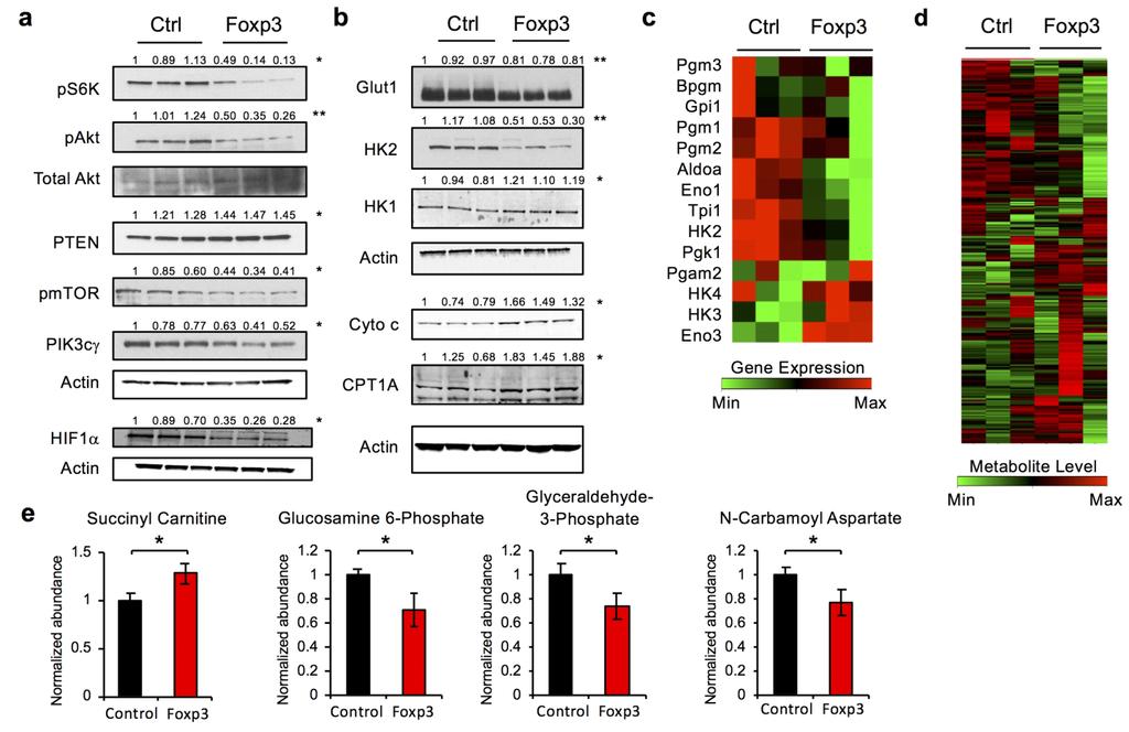 Supplementary Figure 2 Foxp3 expression in non T cell lineage inhibits anabolic growth signaling and gene expression. a-e. Three individual clones of control and Foxp3-ER expressing FL5.