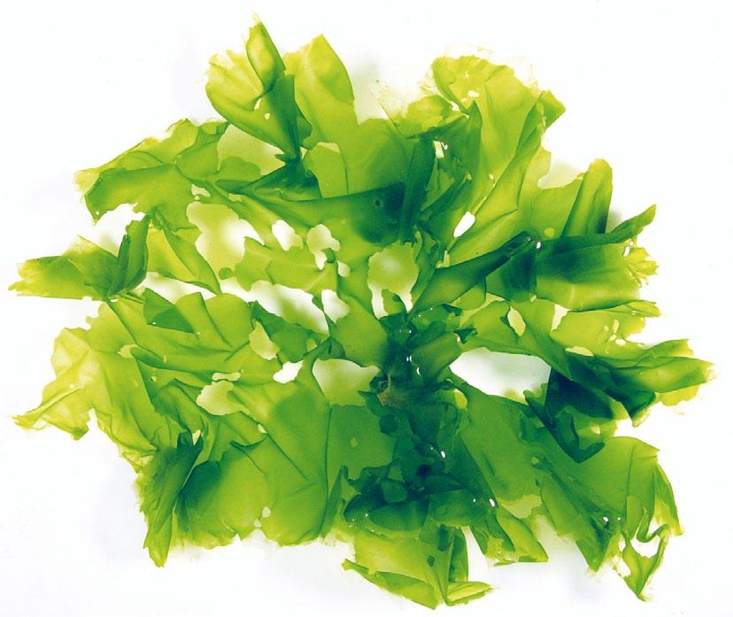non deben ser considerados como residuos, senón como un recurso para o cultivo de algas con valor comercial e tamén como alimento de moluscos do xénero Haliotis coñecidos como orella de mar ou