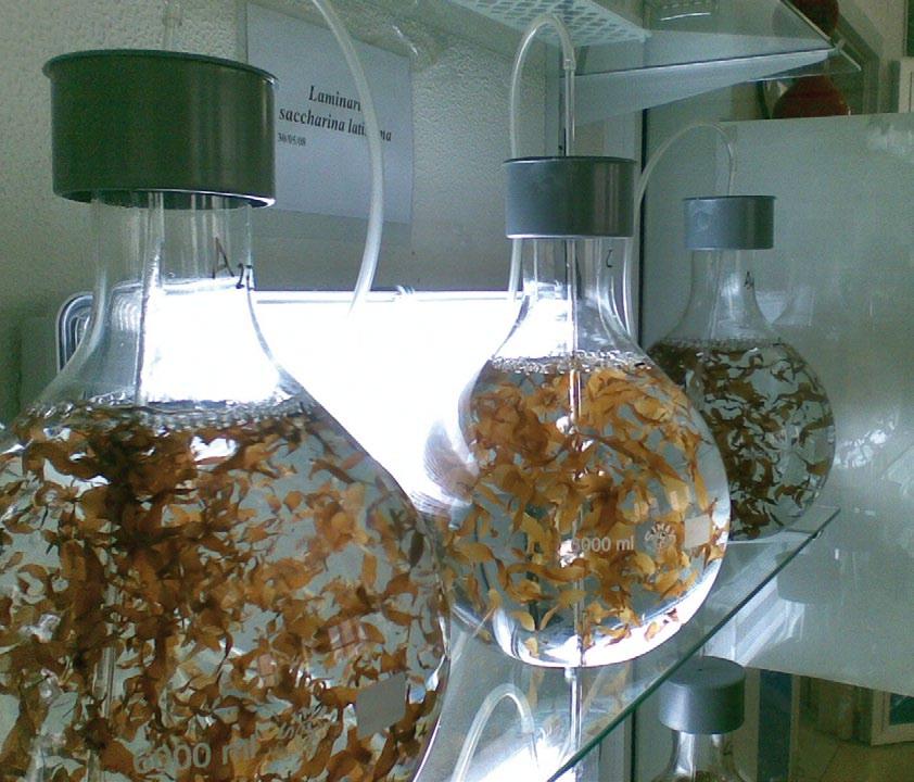Unha das principais vantaxes de utilizar macroalgas como biolfitradores, respecto a outros sistemas, é que se produce un secuestro dos nutrientes existentes na auga, en tal forma e medida que