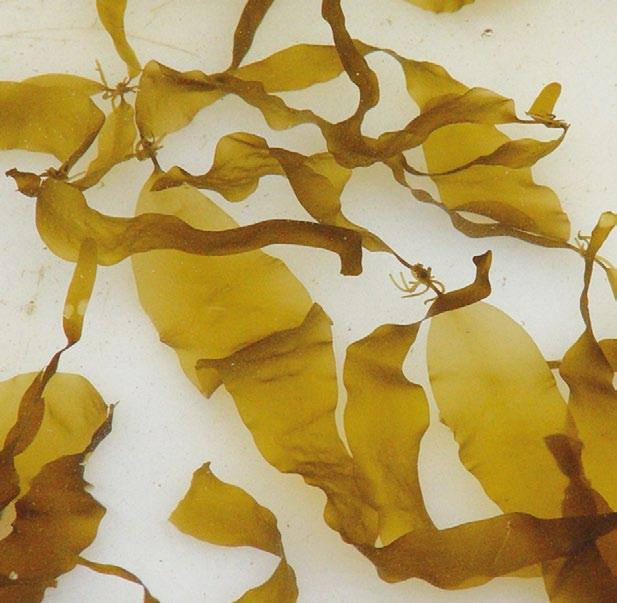 Outras algas que non teñen esta capacidade, como por exemplo Chondrus crispus que prefire nitrato ao amonio, son de uso máis limitado.
