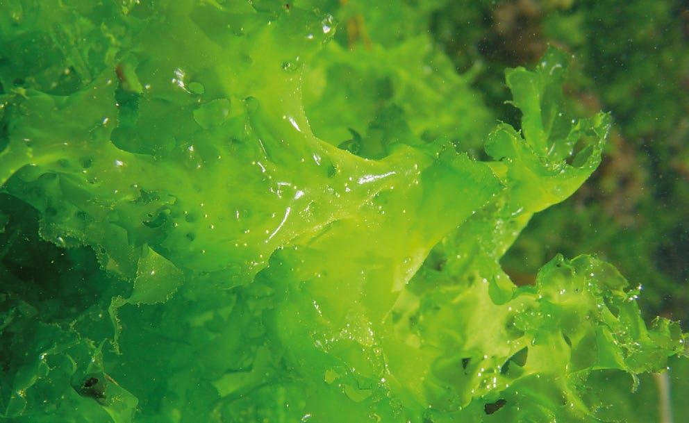 O hándicap das especies de Porphyra é que nun sistema de acuicultura integrada non é posible de momento controlar o seu ciclo de vida para manter durante todo o ano un cultivo puramente vexetativo.